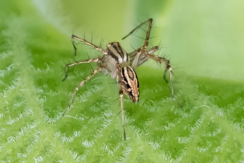 Lynx Spider (Oxyopes elegans) (Oxyopes elegans)